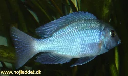 A photo of one of my new dolphins.