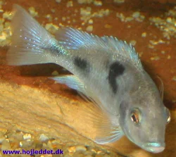 Dolphins from Christmas 2003; still a long way to go before they are fully grown.