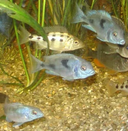 They have grown significantly here but still swim closely together.