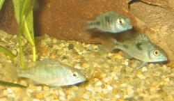 My dolphins shortly after purchase, approximately 5 cm in size.