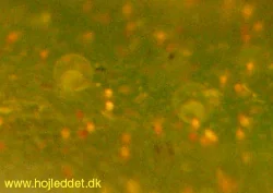 Close-up of eggs, spawned the same day.