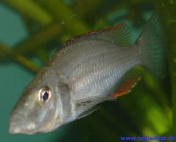 This picture of my dominant male is from January 2004.
