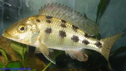 Dette billede af min største rostratus er fra midt i januar.
