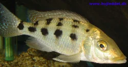 Et billede mere af hannen.
