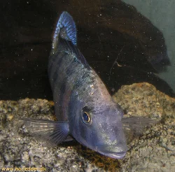 Nu er min han ved at farve ud - taget juni 2004 med mit nye Olympus C-5060WZ.
