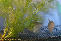 Sort tetra parret i legeakvariet. Bemærk legeristen i bunden og Cabombaen til højre.