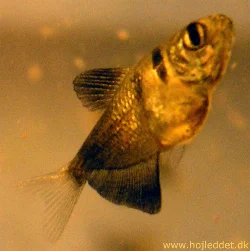 Et nærbillede af en 1 måned gammel sort tetra.
