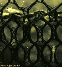 Et nærbillede af 3 dage sorte tetraer.
