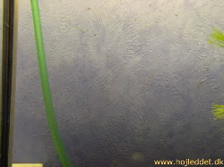 7 dage gamle sorte tetraer.
