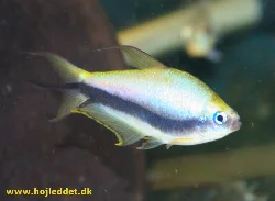 Endnu en han; læg mærke til de karakteristiske blå øjne.