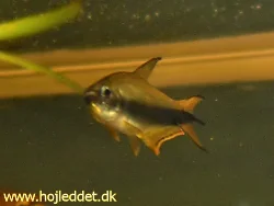 Hannerne måler ofte kræfter i deres territorier.