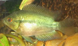 Herotilapia multispinosa
