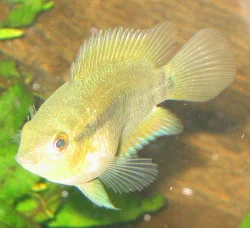 "Who are you looking at?" My multispinosas hasn't gotten full coloration yet, but I am certian they will become very beatiful when they do.
