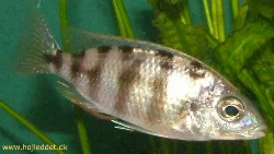 The female Steveni is pictured here.