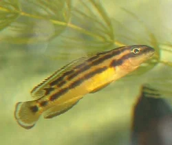 *Julidochromis ornatus*.