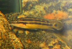 Hannen ved sit territorium.