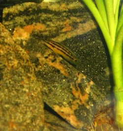 Nærbillede af den smukke stribede cichlide.