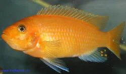 The largest of my 2 females, but not the most productive.
