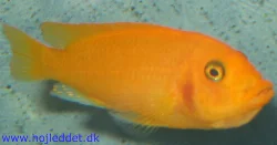 The smallest of my females with a mouthful of fry.