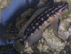 Mine fisk er F1-generation, altså afkom af vildtfangede forældre.