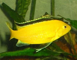 Labidochromis caeruleus