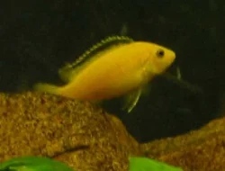 Et billede mere af den dominerende han.
