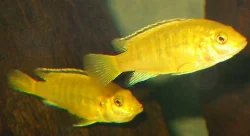 Første gang en af mine egne unger gik med æg.
