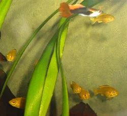 Fra mit første kuld er der 7 der er vokset op - her ses de som ungfisk.
