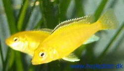 Her er 3. generation af mine Goldens. Jeg har desværre ikke bedsteforældrene længere.
