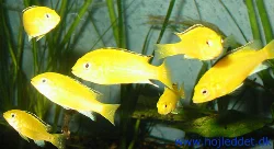 Et udpluk af Goldenyngel. Anden generation af mine Goldens er meget produktive.
