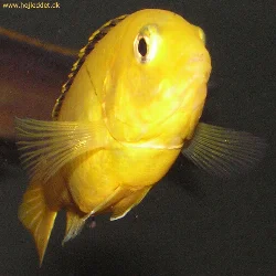 Dette billede er taget med et Olympus C-770UZ og viser gode detaljer.
