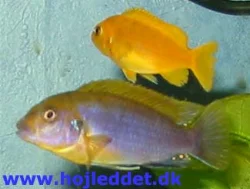 A Hongi with a *saulosi* in the background.