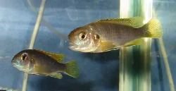 *Labidochromis sp. "perlmutt"*