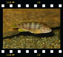 Her ses en Labidochromis sp. "perlmutt" hun.
