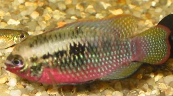 Et billede mere af hannen. Bemærk den flotte røde bug.
