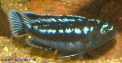 Now my males are fully colored and as feared there were three males and one female. Here is one of the males.
