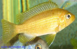 Efter 5 måneder er de blevet omkring 6cm, men er endnu ikke farvet ud.
