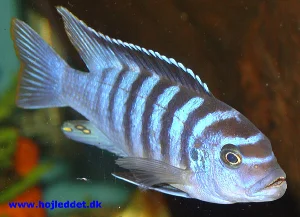 En flot han af Metriaclima sp. "zebra chilumba".