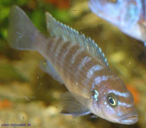 Hunnens farvepragt svinger meget efter hendes humør – her i kraftige farver.