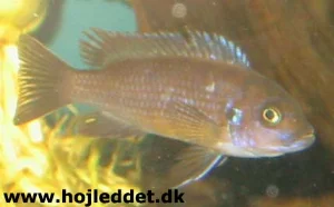 Hunnen er mindre end hannen og har en brunlig nuance med antydninger af striber.