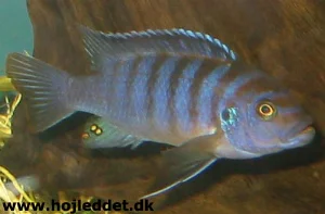 Metriaclima sp. "zebra chilumba", dominant han.