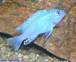 Et af mine første billeder at mine bright blue zebraer - jeg formoder at det er en han udfra ægpletterne.
