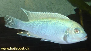 Hannen er nu fuldt udfarvet og kan kendes på den flotte klare lyseblå farve.
