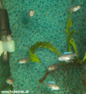 Ungerne er meget sky og gemmer sig så snart de ser mig, men her er et billede af nogle næsten nyspyttede unger.
