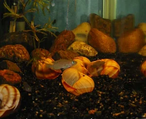 I mit 75-liters akvarium dannede hannen et flot harem.