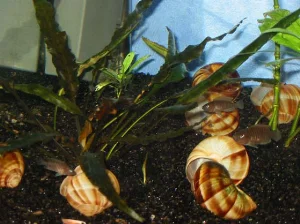 Selv små fisk kan flytte store mængder sand og sneglehuse.