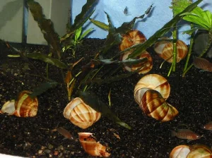 Vinbjergsneglehuse fungerer perfekt som hjem til multier.