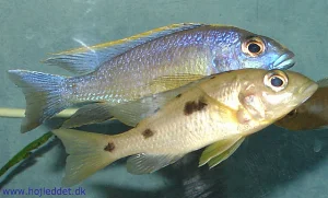 Here the pair is seen together – they have spawned several times.