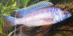 This image shows the male in the tank.