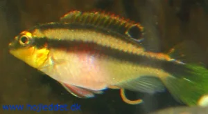 One of my female Kribensis; now large enough for sexing.